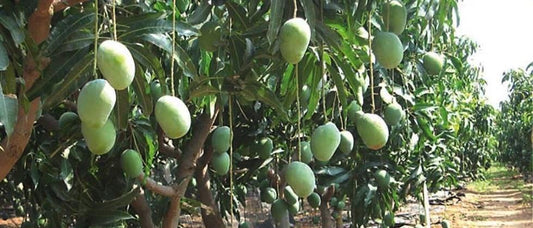 Health and Wellness Benefits of Farm-Fresh Products
